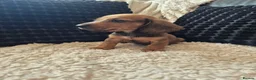 Dachshund dogs for sale: Kc dachshund puppies! - Advert 28