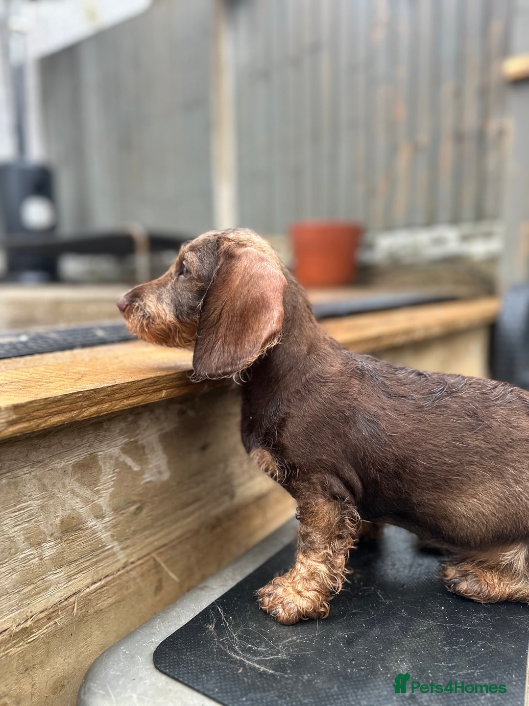 Dachshund dogs for sale: Standard wire dachshund puppies - Image 9