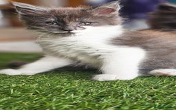 Maine Coon cats for sale: Prue breed mainecoon kittens - Image 14
