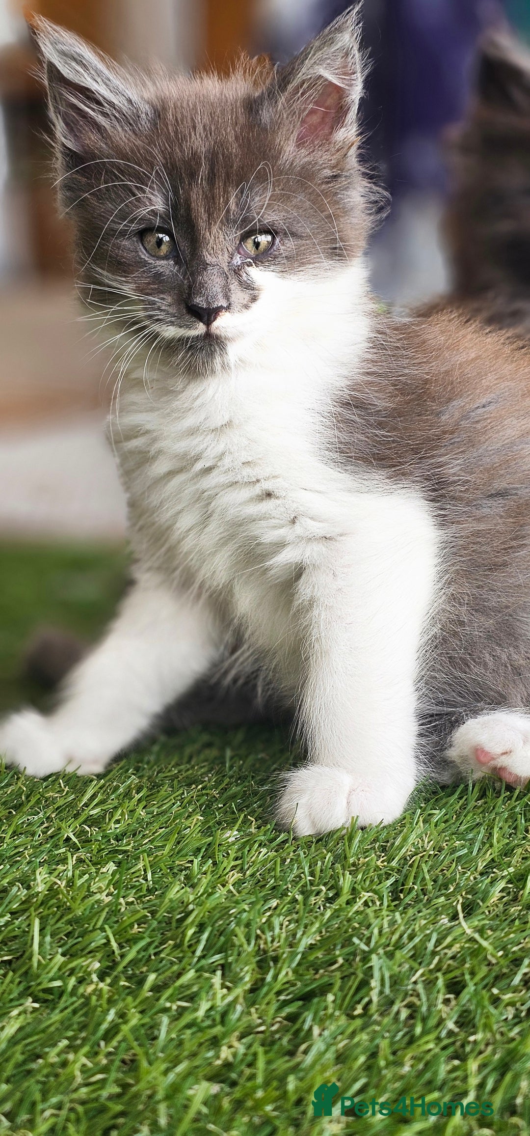 Maine Coon cats for sale: Prue breed mainecoon kittens - Image 14