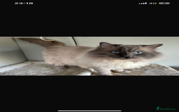 Ragdoll cats for stud: Gccf & TICA CARRYING CHOCOLATE  gccf ragdoll stud  in Merthyr Tydfil - Image 1
