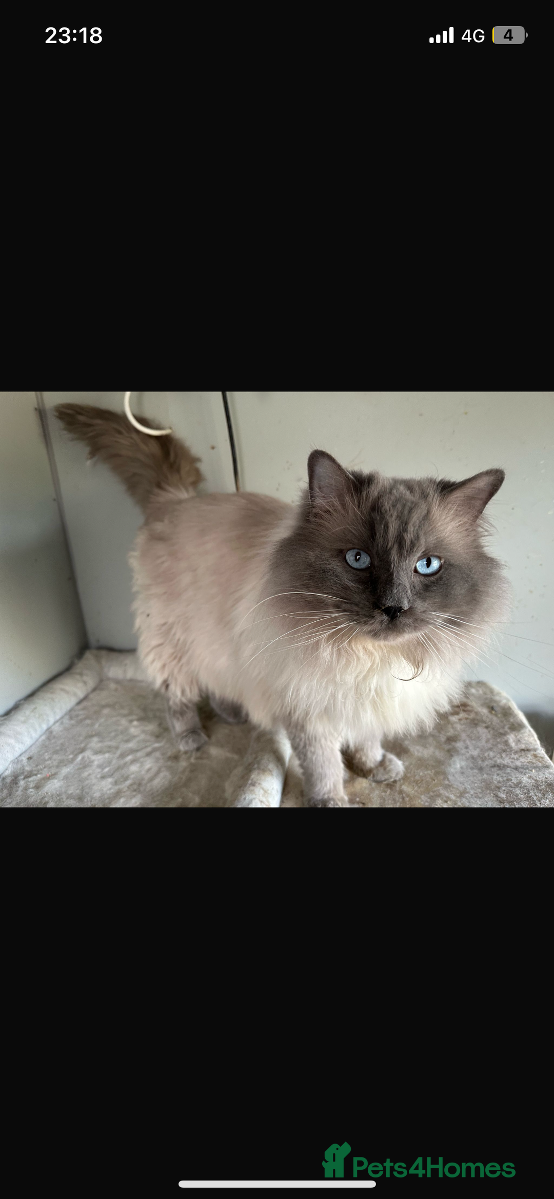 Ragdoll cats for stud: Gccf & TICA CARRYING CHOCOLATE  gccf ragdoll stud  in Merthyr Tydfil - Image 1