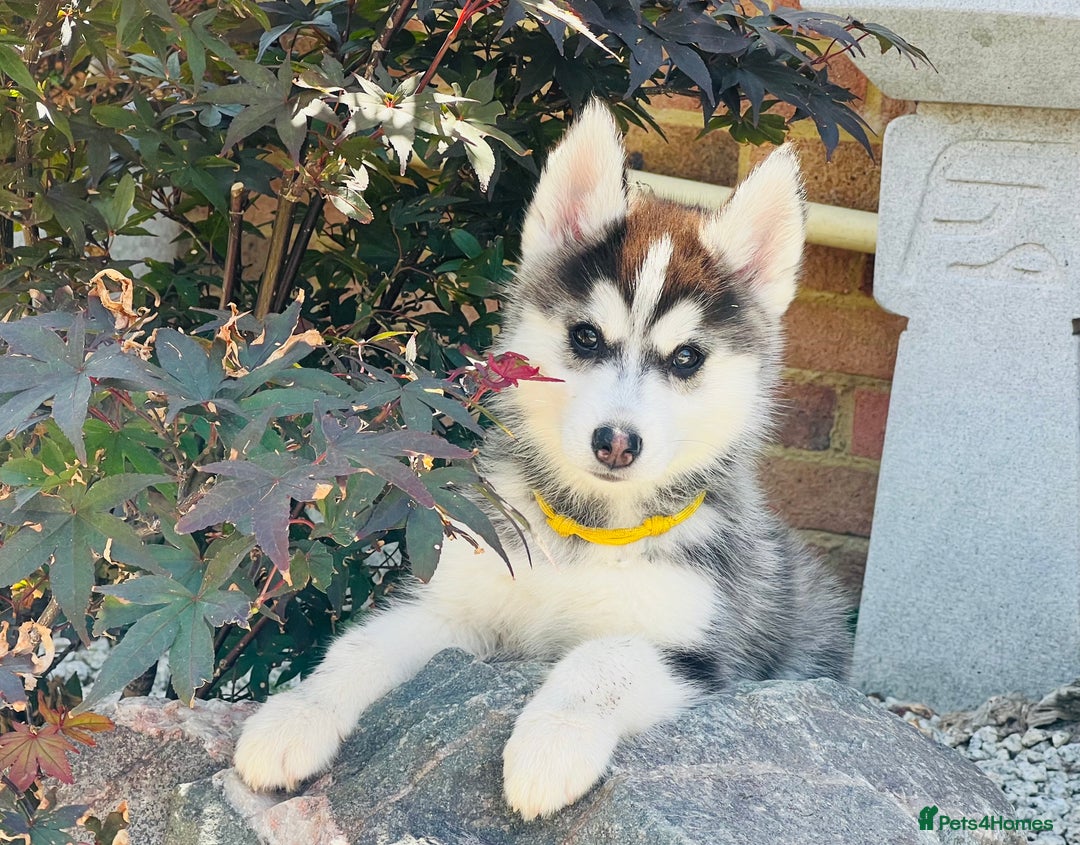Pomsky dogs for sale:  Beautiful F2b Pomsky Puppies – Health Tested - Image 40