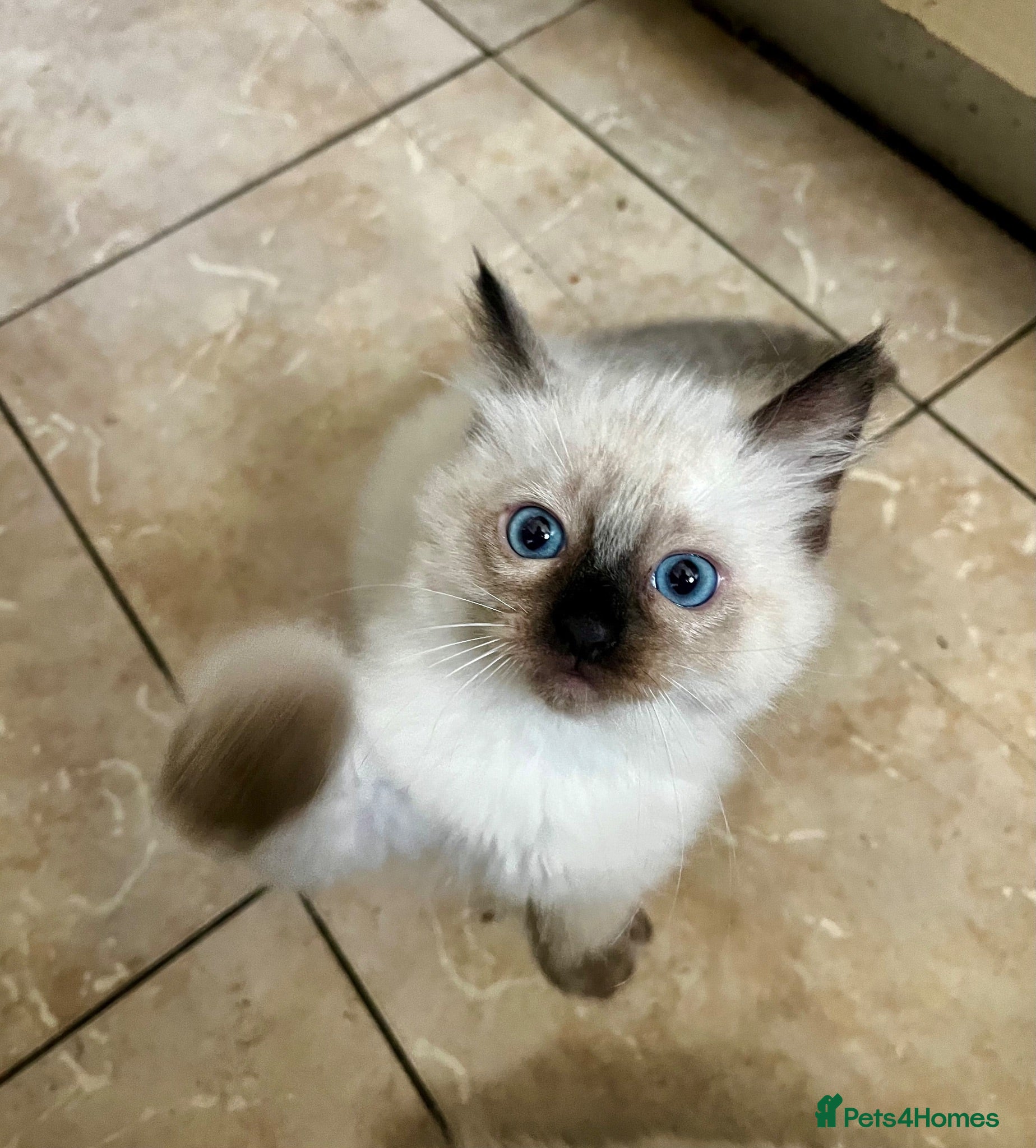 Ragdoll cats 5 😻 beautiful pure ragdoll Kittens  - Advert 2