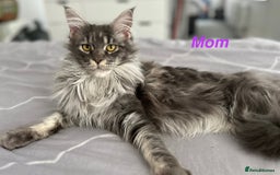 Maine Coon cats for sale: Beautiful Maine coon kittens  in Wednesbury - Image 5