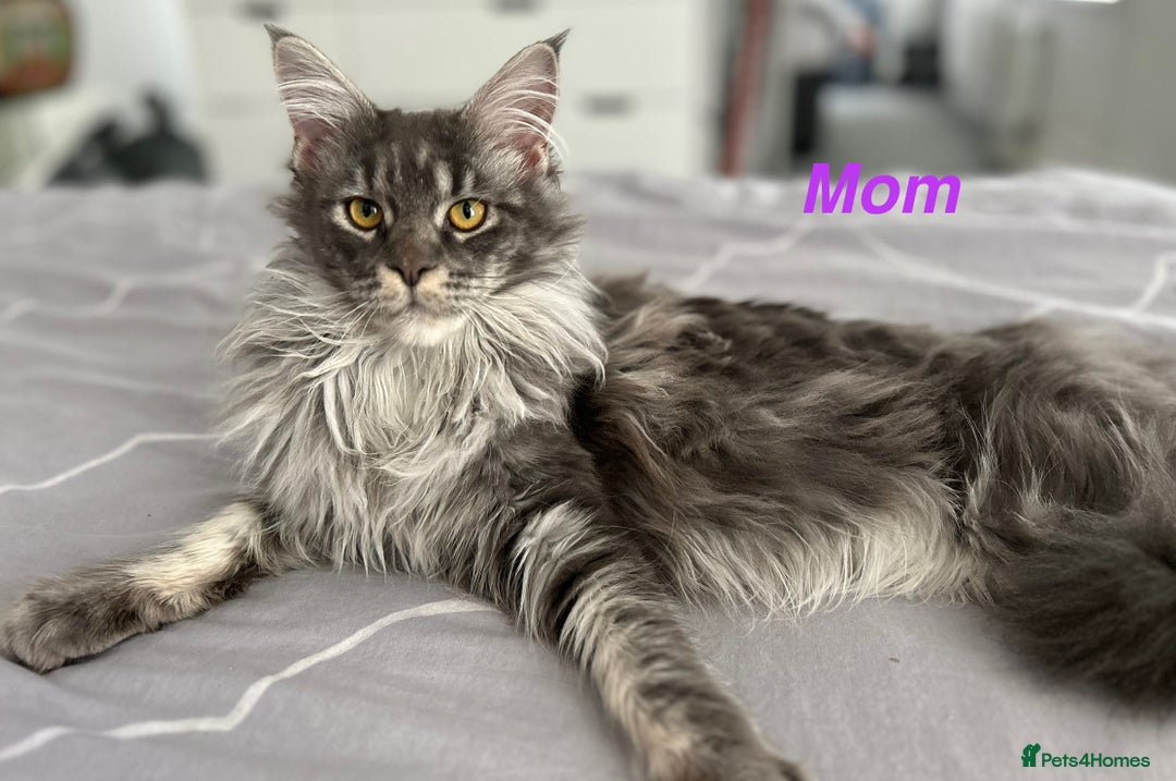 Maine Coon cats for sale: Beautiful Maine coon kittens  in Wednesbury - Image 5