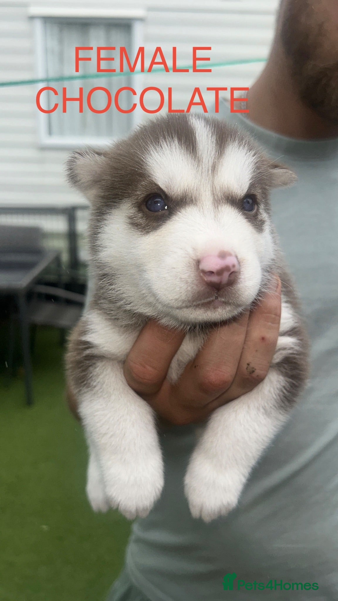 Siberian Husky dogs PURE SIBERIAN HUSKY PUPS - Advert 7