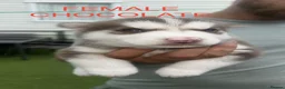 Siberian Husky dogs for sale: PURE SIBERIAN HUSKY PUPS - Advert 1