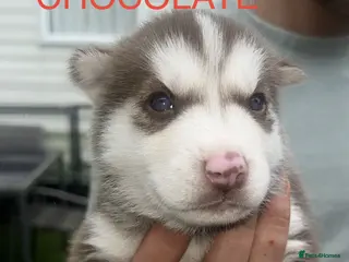 Siberian Husky dogs PURE SIBERIAN HUSKY PUPS - Advert 4