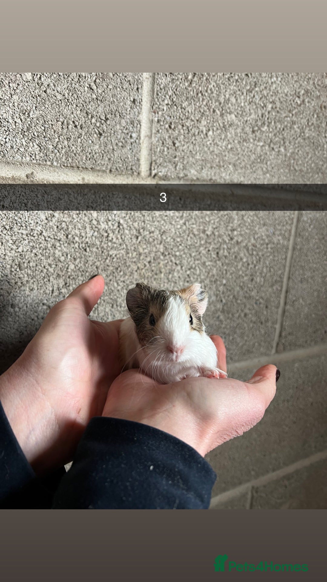 Guinea Pig rodents for sale: The perfect Christmas guinea pig!  - Advert 6