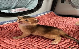 Abyssinian cats for sale: Tica reg. Abyssinian kittens  - Image 13