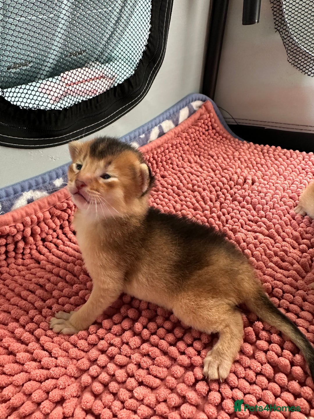 Abyssinian cats for sale: Tica reg. Abyssinian kittens  - Image 13