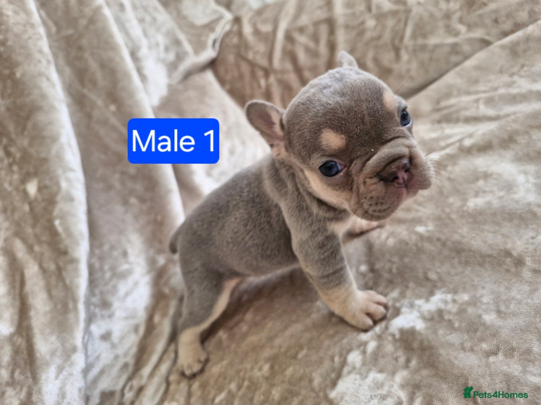 French Bulldog dogs for sale: French Bulldog Puppies  - Image 3
