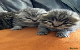 British Shorthair cats for sale: X4 beautiful British short haired kittens - Image 9