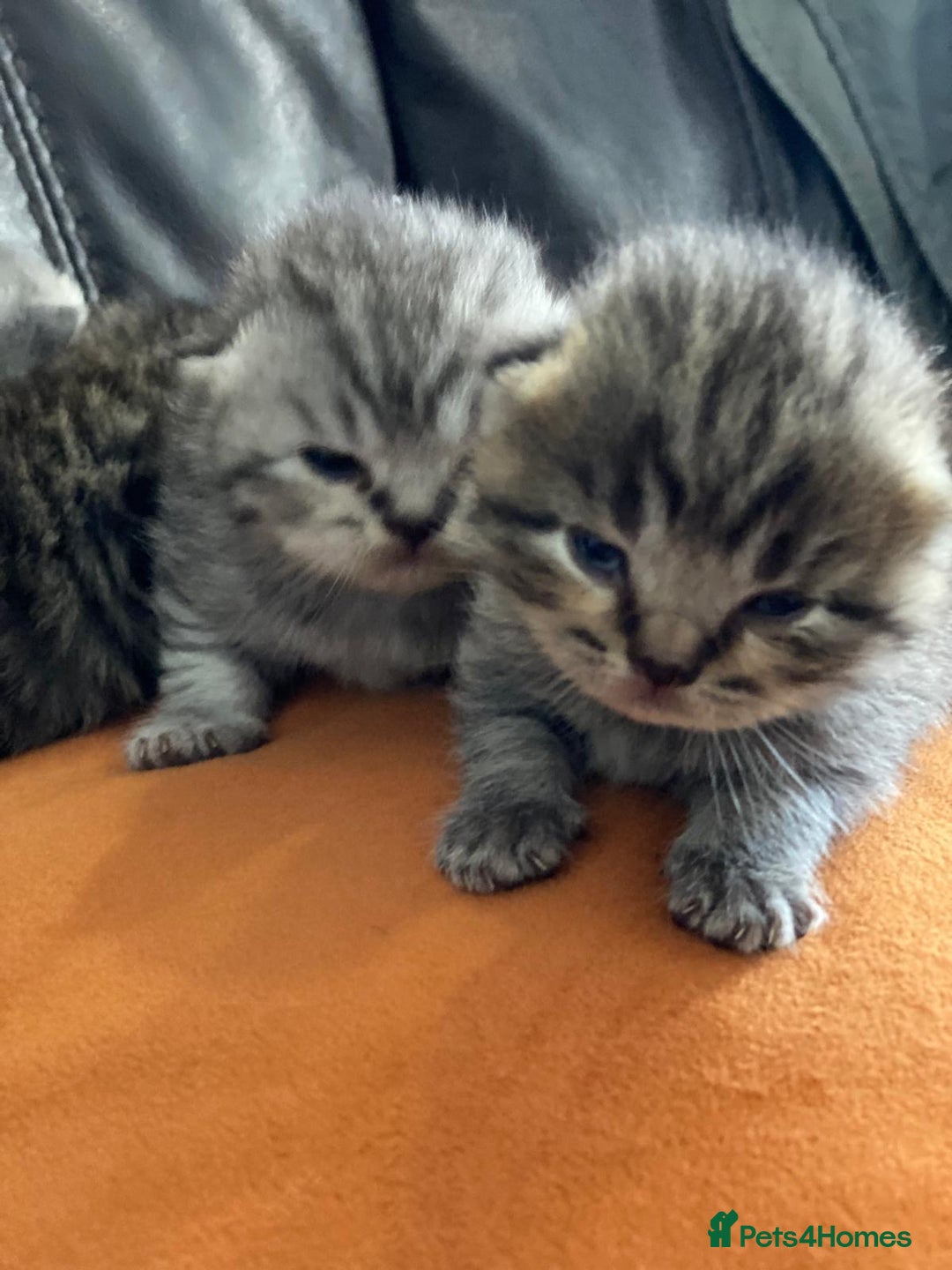 British Shorthair cats for sale: X4 beautiful British short haired kittens - Image 9