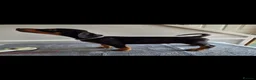 Dobermann dogs for sale: Doberman puppy's  - Advert 5