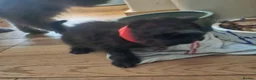 Persian cats for sale: Persian x kittens £250 2 girls left - Advert 7
