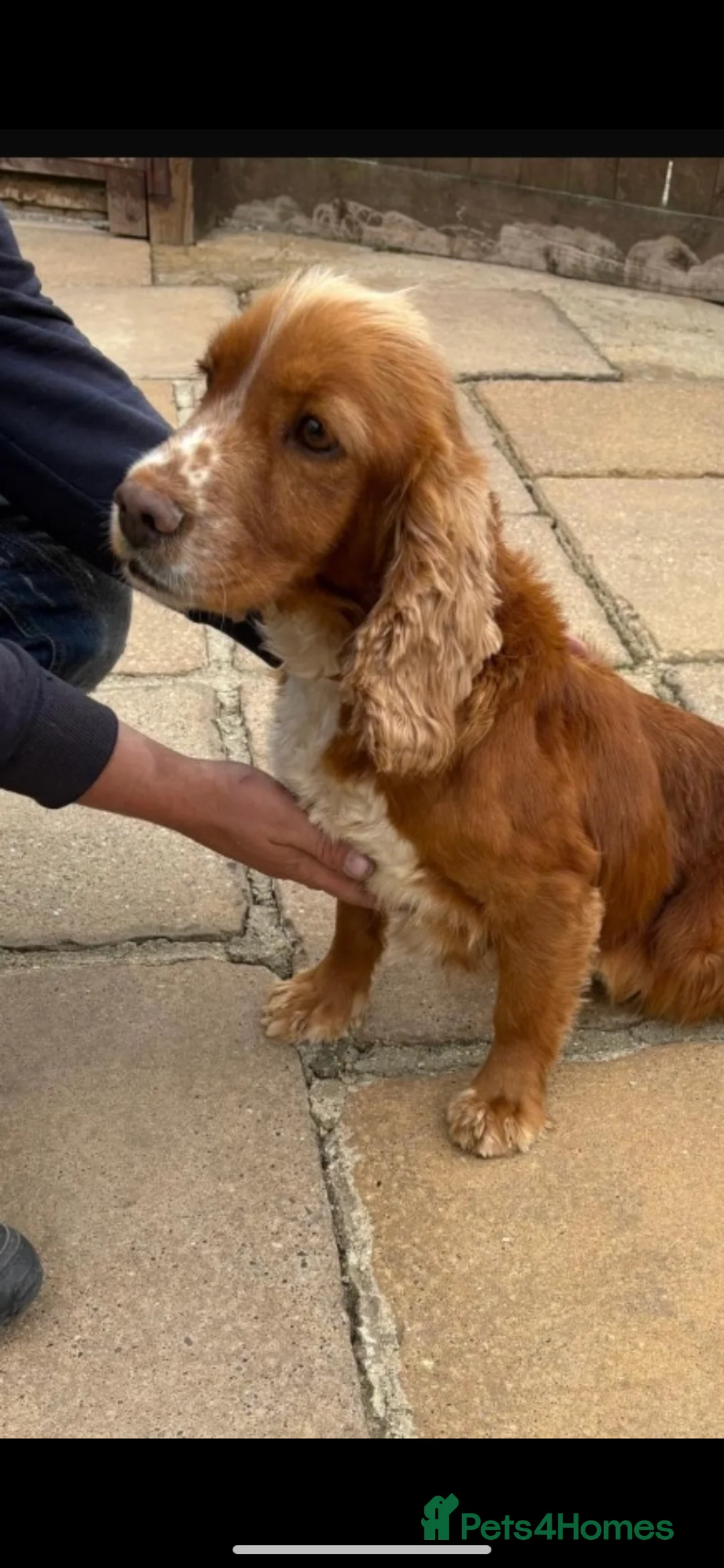 Cocker Spaniel dogs for sale: Cocker spaniel Puppies  in Cambridge - Advert 9