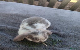 Mini Lop rabbits for sale: Mini lops - Image 2
