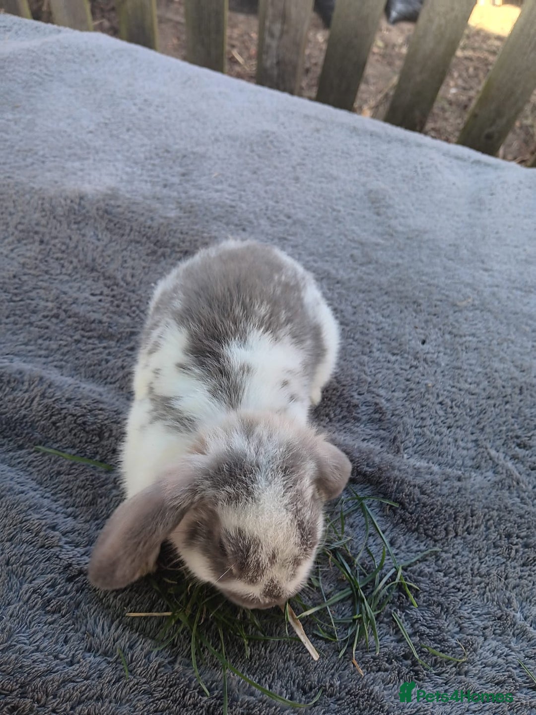 Mini Lop rabbits for sale: Mini lops - Image 2