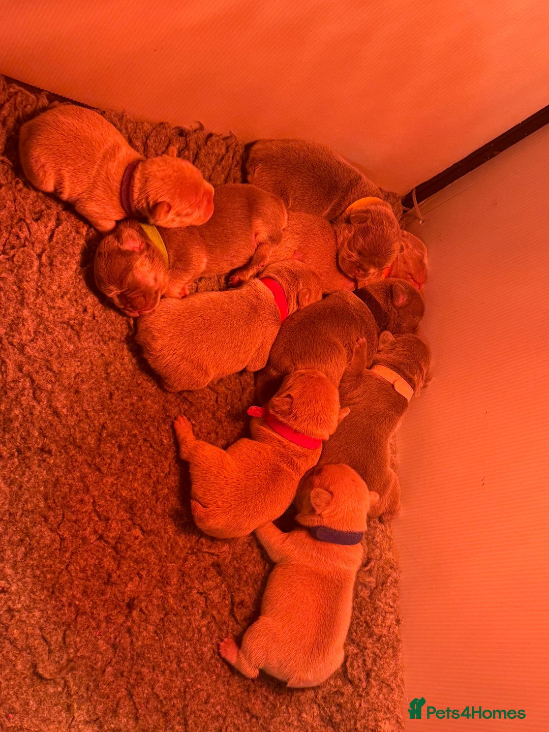 French Bulldog dogs for sale: French Bulldog Puppies  - Advert 27