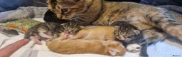 Ragdoll cats for sale: Ragdoll Cross tabby & ginger Kittens  - Advert 1