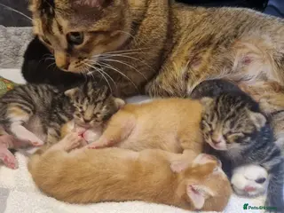 Ragdoll cats Ragdoll Cross tabby & ginger Kittens - Advert 1