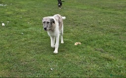 Mixed Breed dogs for adoption: Perfect PICKLE - Image 14