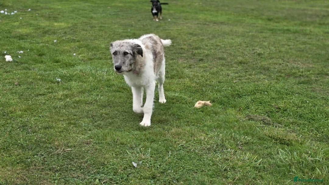 Mixed Breed dogs for adoption: Perfect PICKLE - Image 14