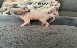 Sphynx cats for sale: Elf kittens 🔥🔥🔥 - Image 5