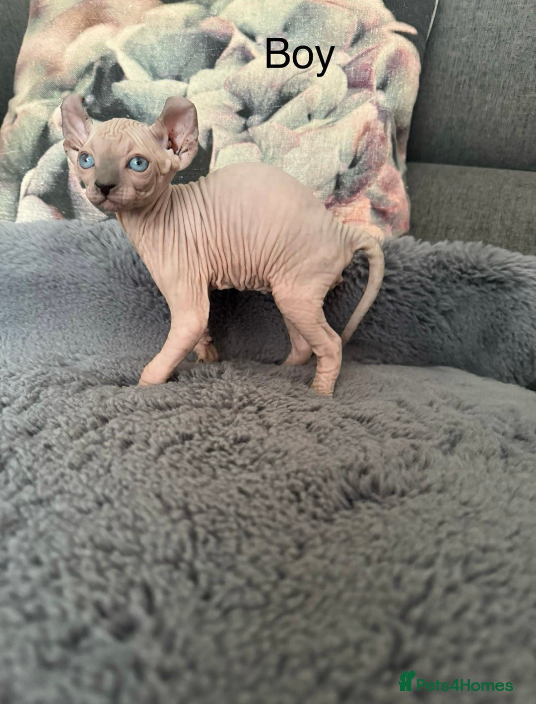 Sphynx cats for sale: Elf kittens 🔥🔥🔥 - Image 5