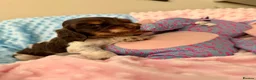 Cocker Spaniel dogs for sale: Beautiful DNA Tested Show Cocker Spaniels - Advert 12