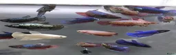 Bettas fish for sale: Betta Fish Sale!! - Advert 13