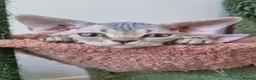 Devon Rex cats for sale: ❤️ Gorgeous Devon Rex Kittens ❤️ - Advert 11
