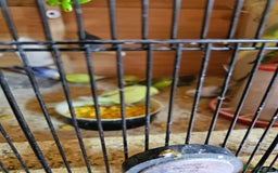 Budgerigars birds for sale: Baby budgies - Image 2