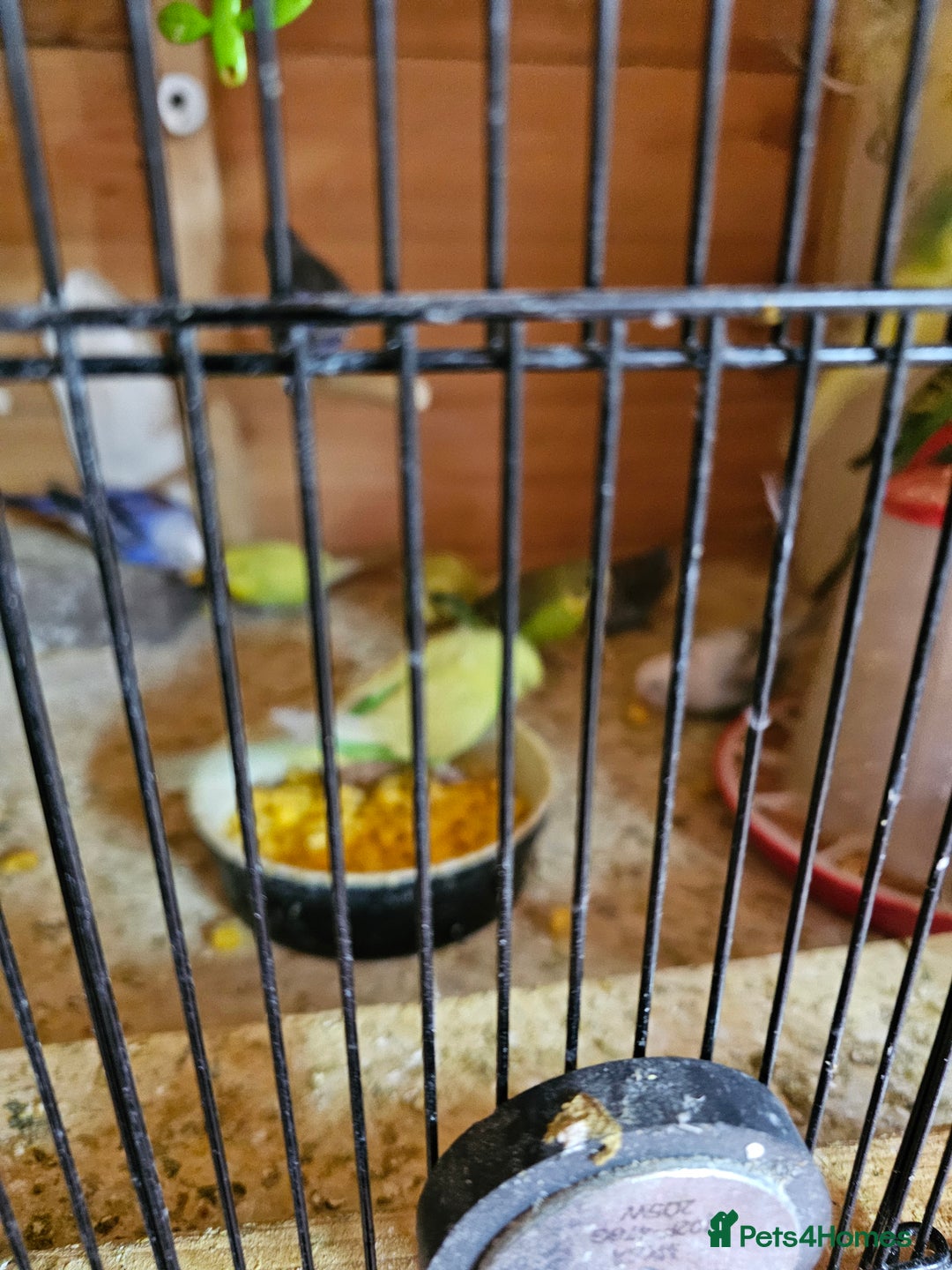 Budgerigars birds for sale: Baby budgies - Image 2