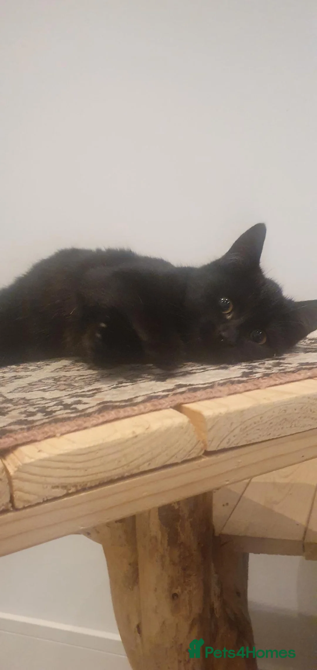 Mixed Breed cats for sale: 14 week old kittens in search of forever homes - Advert 9