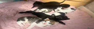 Tabby  Kitten 4