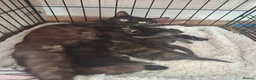 Mixed Breed cats for sale: 6 beautiful Kittens  - Advert 1
