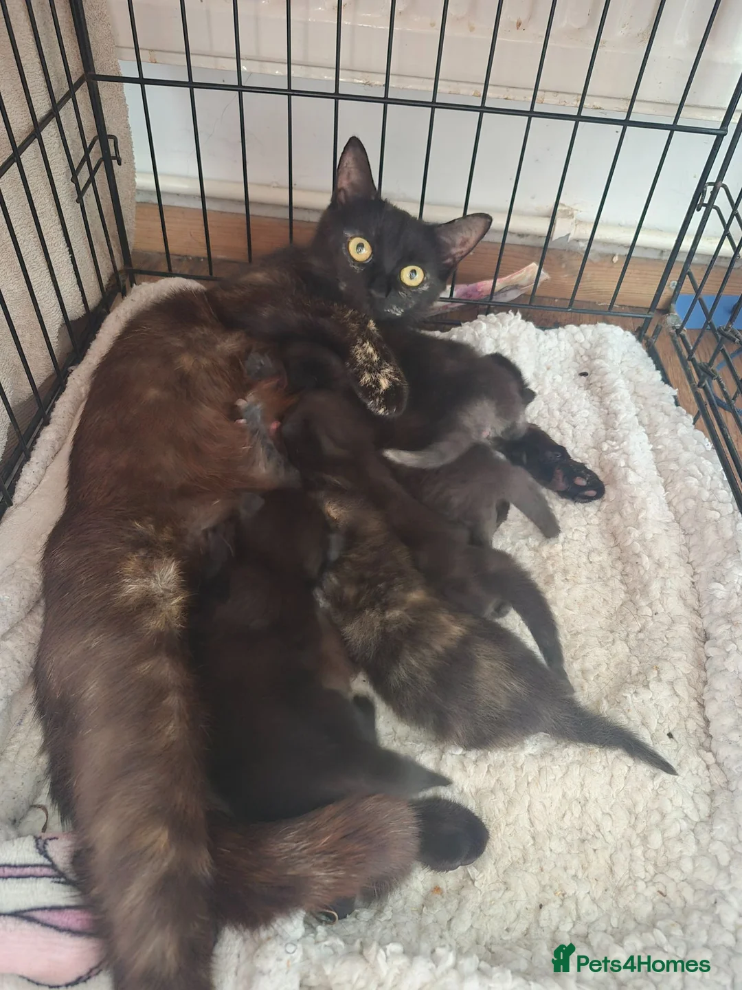 Mixed Breed cats for sale: 6 beautiful Kittens  - Advert 1