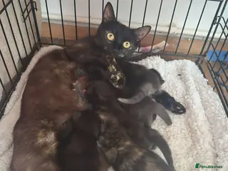 Mixed Breed cats 3 beautiful Kittens - Advert 12