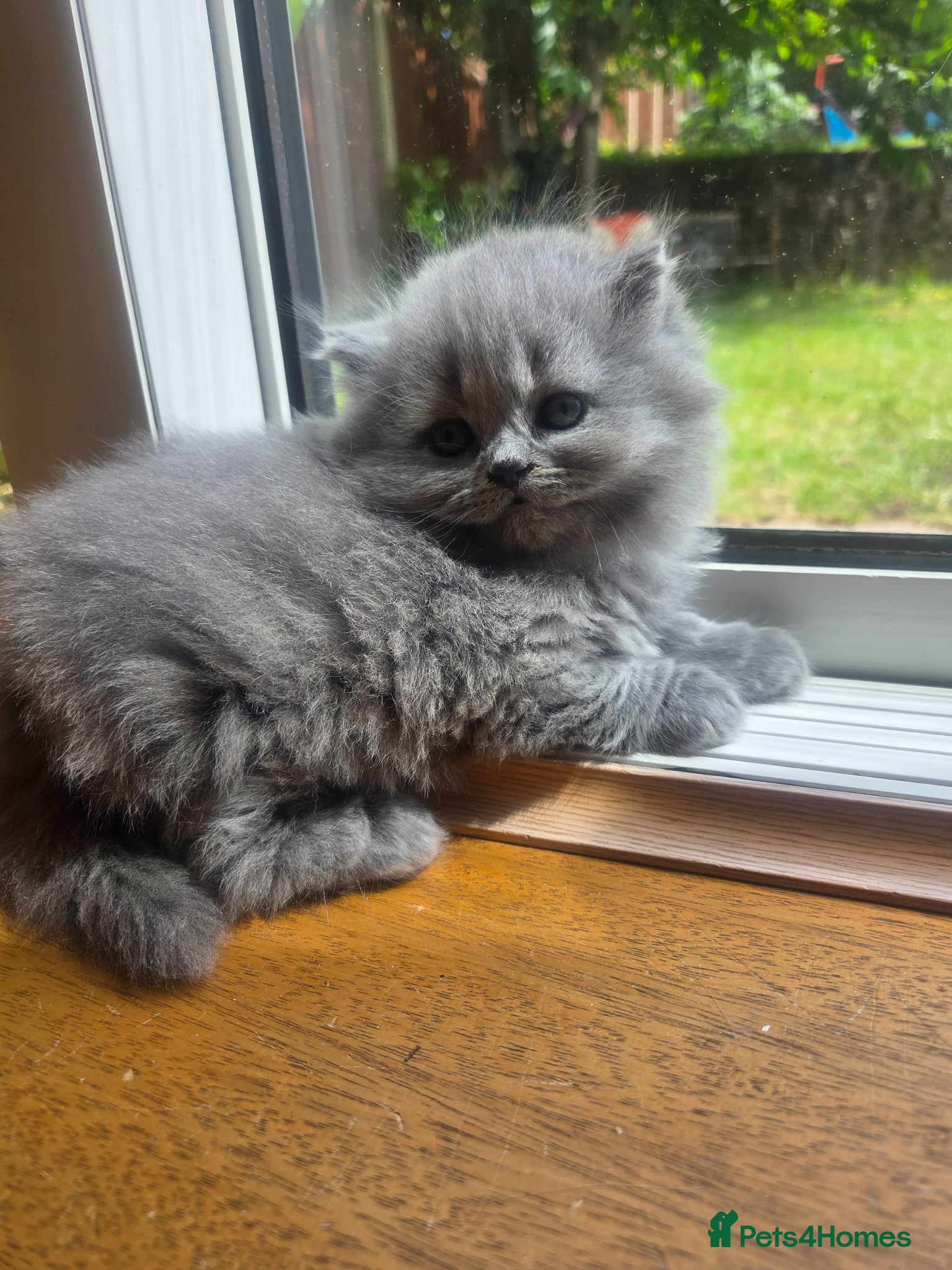 Scottish Fold cats for sale: Scottish kittens blue fold and straight boy, girl in Nottingham - Advert 13