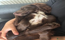Sprocker dogs for sale: Male Chocolate Sproker - Image 6