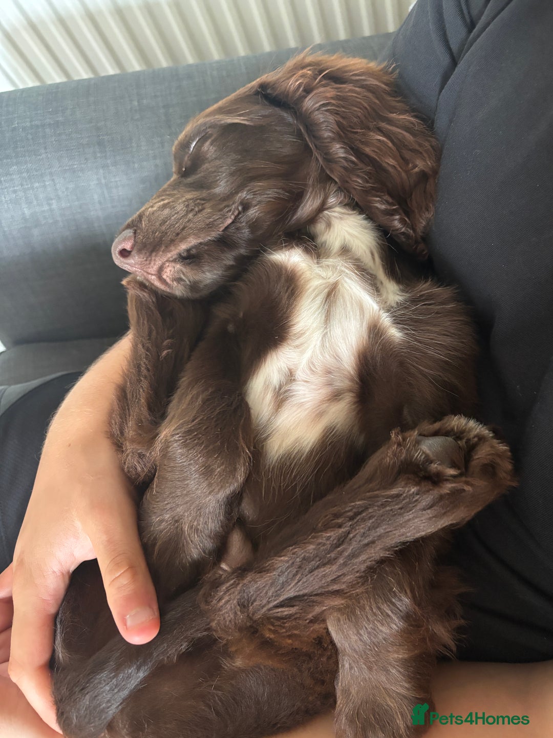 Sprocker dogs for sale: Male Chocolate Sproker - Image 6