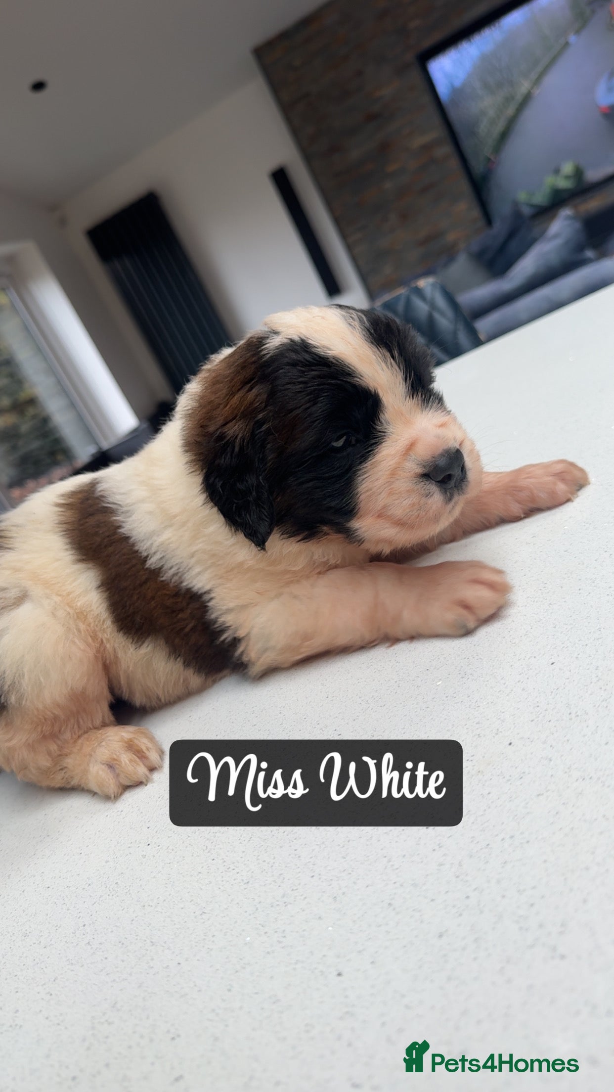 Saint Bernard dogs Outstanding Saint Bernard KC Reg Puppies - Advert 7