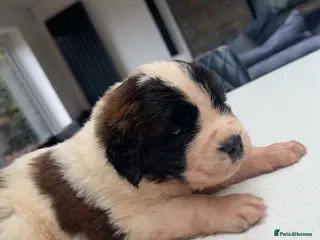 Saint Bernard dogs Outstanding Saint Bernard KC Reg Puppies - Advert 7