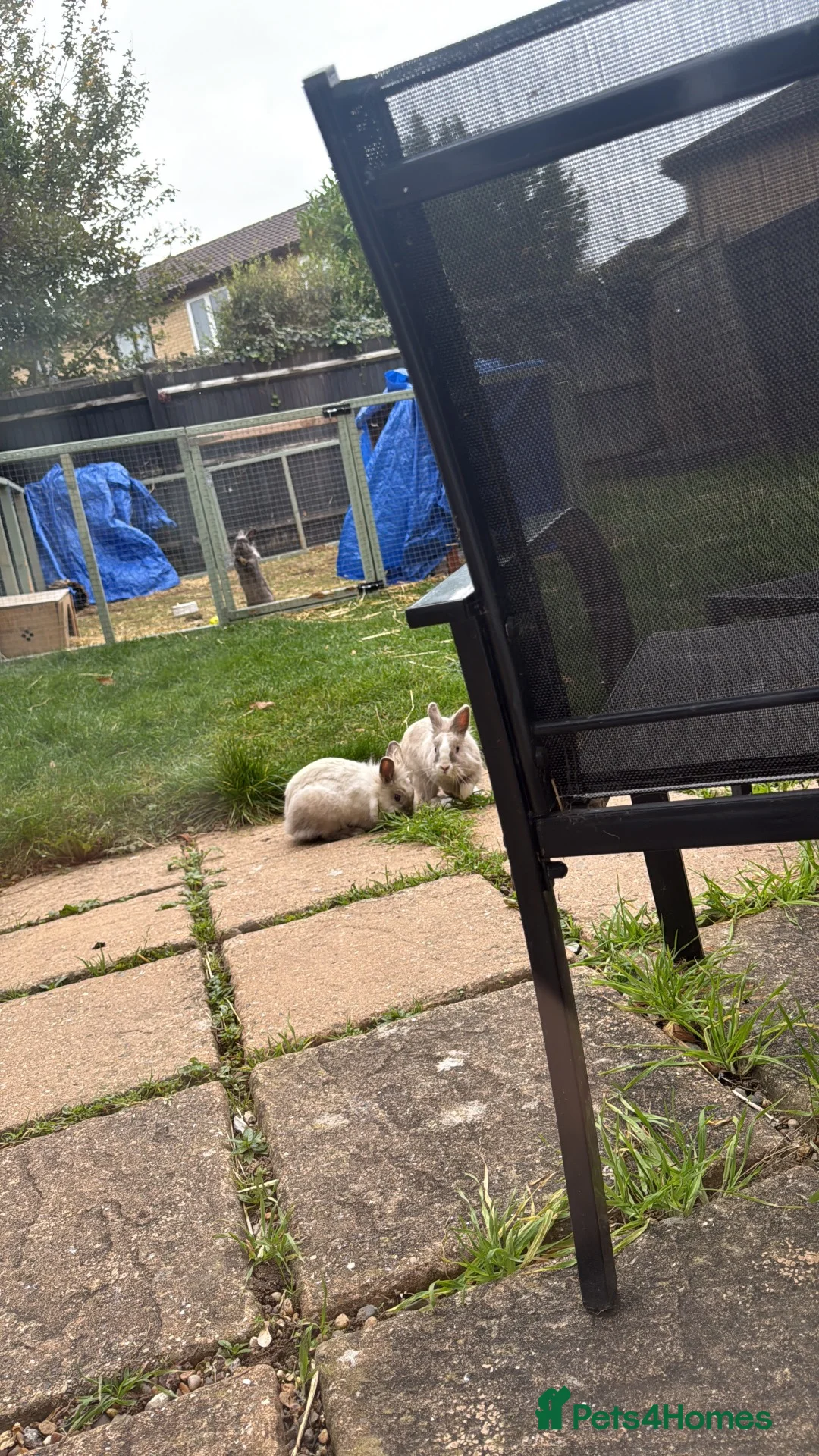 Lionhead rabbits for sale: 3 x lionhead rabbits avalible for rehoming  - Advert 4