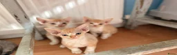 Devon Rex cats for sale: Stunning male Devon Pet or GCCF active considered - Advert 13