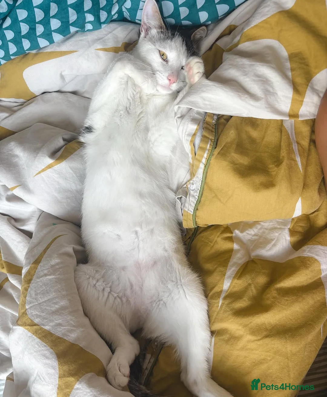 Mixed Breed cats for sale: Friendly female cat - Advert 2