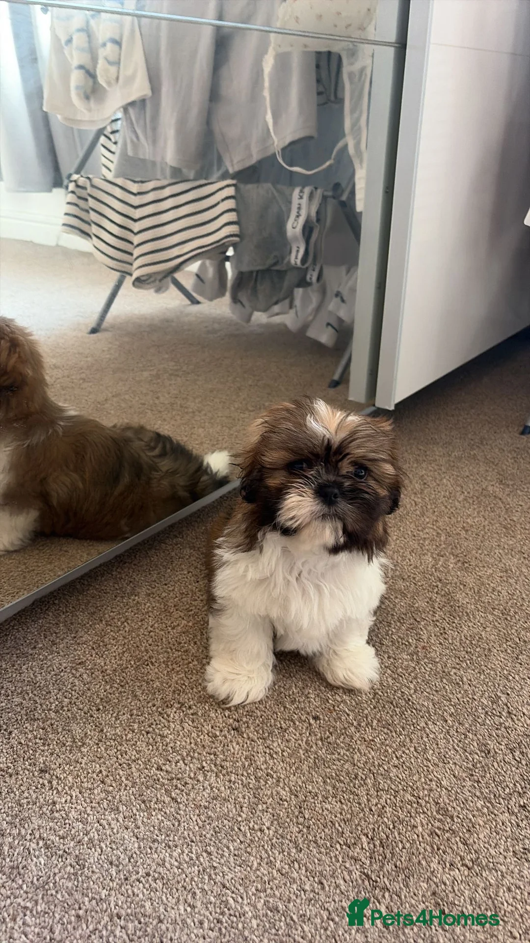 Shih Tzu dogs for sale: Gorgeous male shih tzu in Manchester - Advert 1